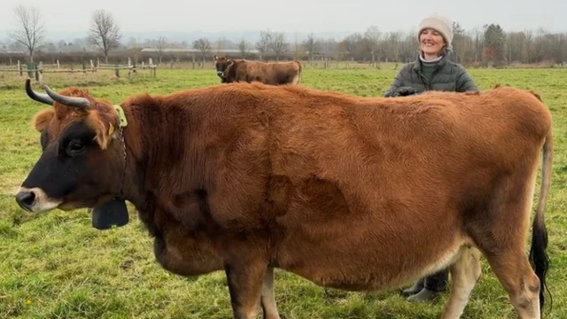 Una mujer con abrigo verde y gorro de lana blanco está de pie detrás de una gran vaca marrón con cuernos. Lleva un collar de cadena con una caja negra suspendida bajo la barbilla. Hay otra vaca al fondo mirando a la cámara.