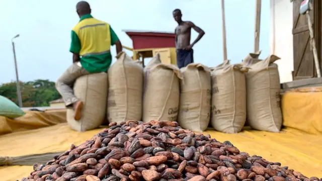 Урожай какао