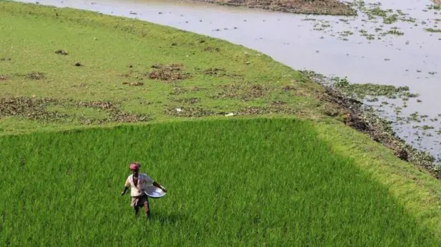 ধান চাষ।