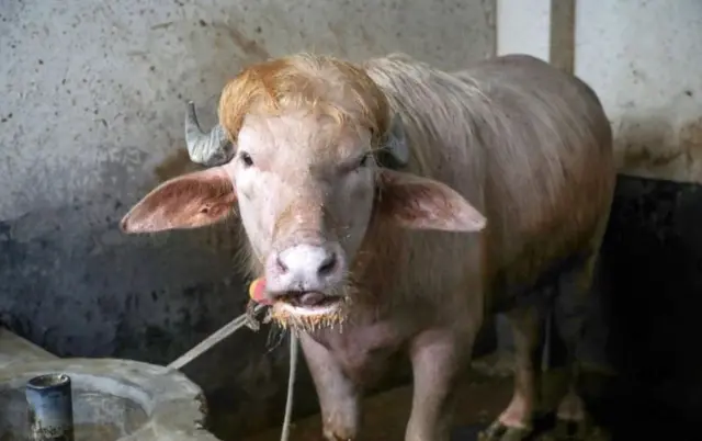 مېښ