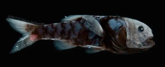 పలు సముద్ర జీవుల్లో వెలుతురును ఒడిసిపట్టుకునే చర్మం అభివృద్ధి చెందింది