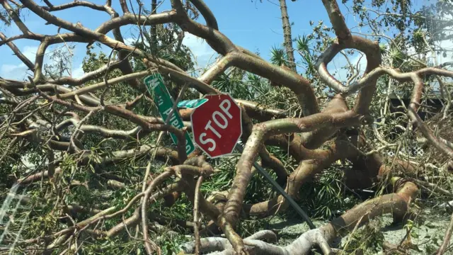 Carteles enredados en las ramas de un árbol.