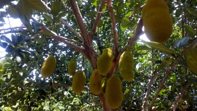 பஞ்சாபி விவசாயிகள்