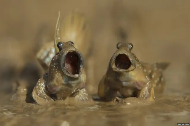 ਮਡਸਕਿਪਰਸ , ਡੈਨੀਅਲ ਟ੍ਰਿਮ