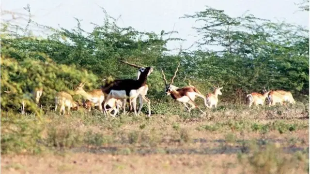 జంతువులు