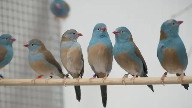 Cordon-bleu-de-cabeça-azul