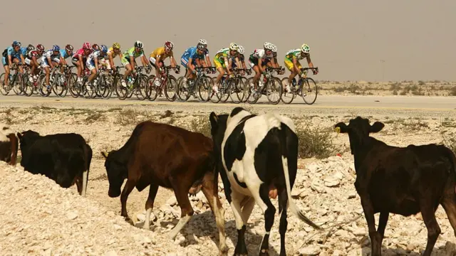 கத்தார் பசுக்கள்