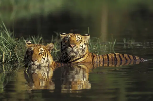 বাঘ ভালো সাঁতার কাটতে পারে