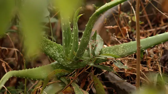 गडचिरोलीतल्या दाट जंगलात अनेक औषधी वनस्पती आहेत.