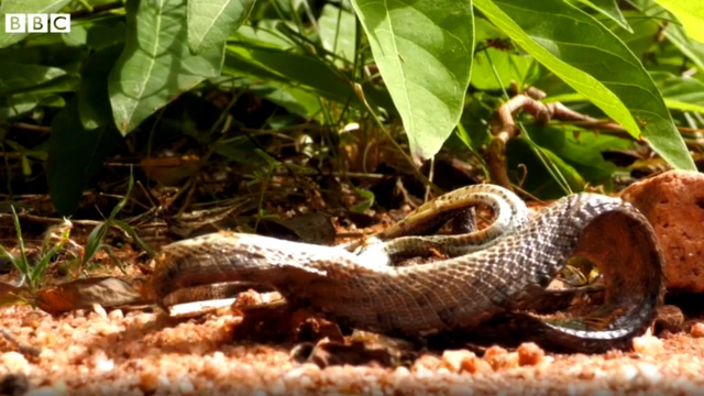 સાપ પર કીડીઓ જોઈ શકાય છે