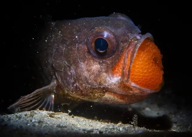 Un mâle de dindon sauvage