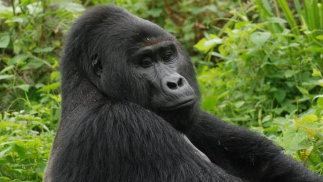 有名なシルバーバック・ゴリラ、密猟者に殺される ウガンダ - BBCニュース