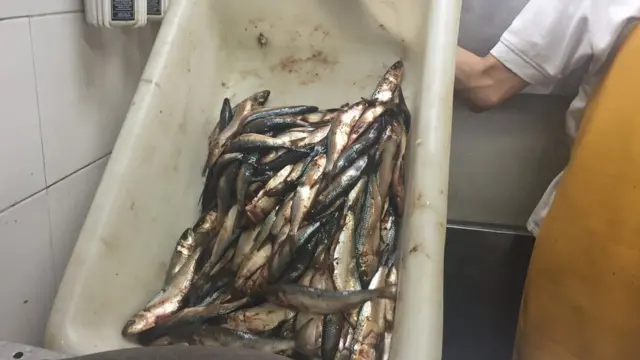 Sardinas