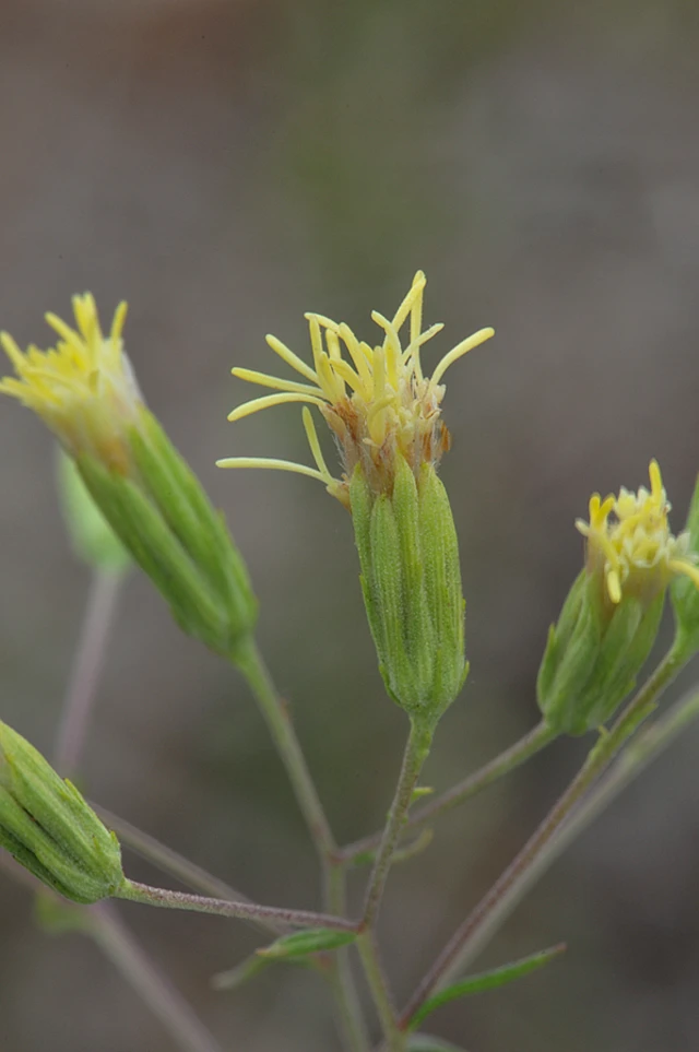 Mosier's brickellbush.