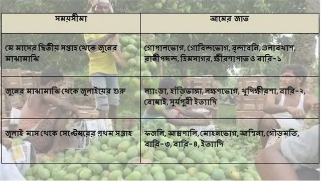 কোন মৌসুমে কোন আম