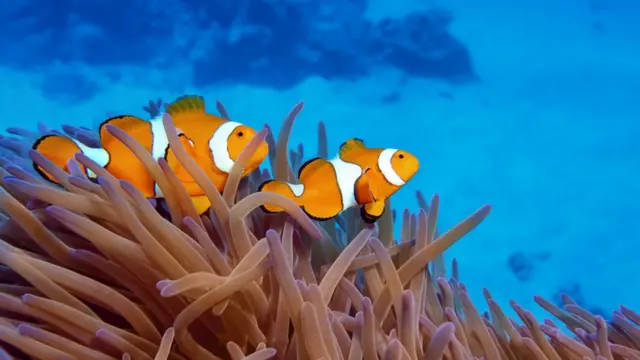 பவளப் பாறைகள்