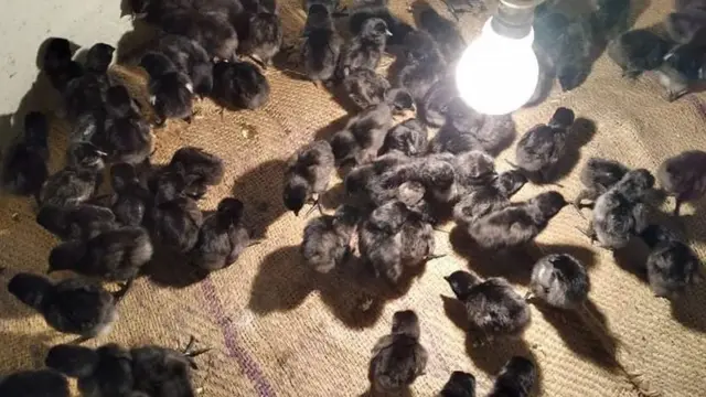 কালো মুরগির বাচ্চা