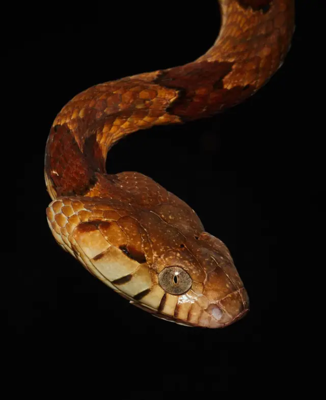 Boiga (Toxicodryas Blandingii)