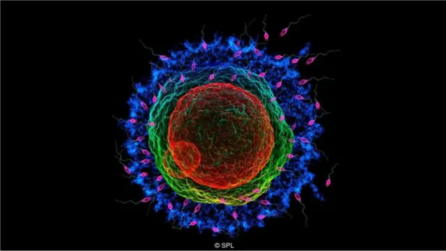 शुक्राणु
