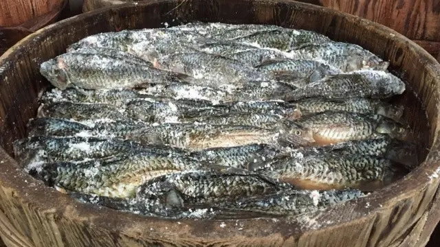 sushi, sushi asli, jepang, Kitashina,