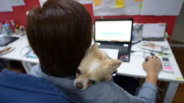 สุนัขเกาะไหล่พนักงานที่กำลังนั่งทำงานหน้าคอมพิวเตอร์