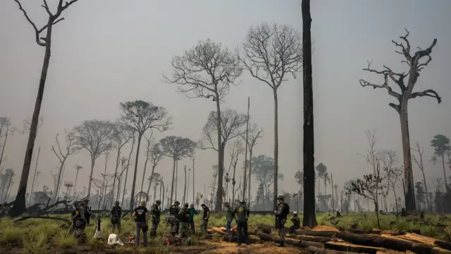 Operaçãocodigo bonus bet365Fiscalização na Floresta Nacional do Jamanxim, no Pará