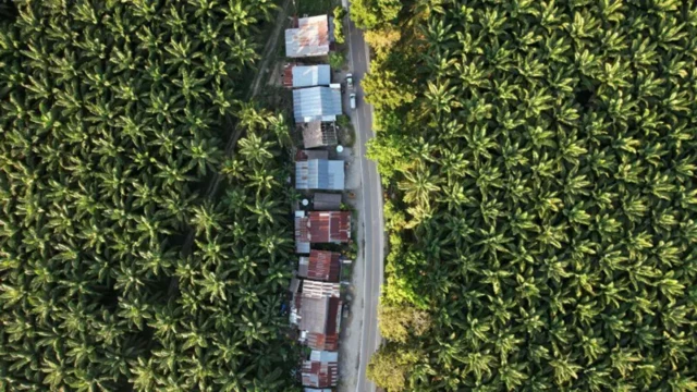 Perkampungan warga di tengah kebun sawit.