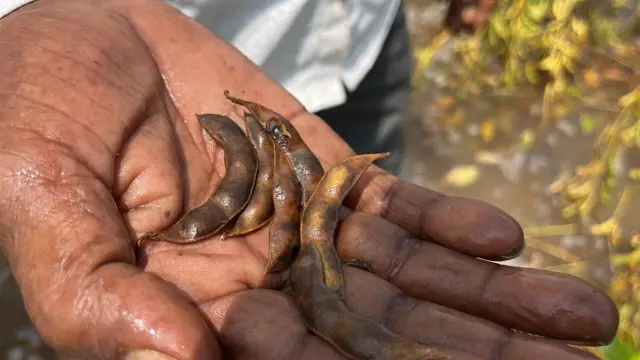 सोयाबीनला लागलेल्या शेंगा सडायला लागल्या असून काही ठिकाणी शेतकरी पंचनाम्याच्या प्रतीक्षेत आहेत.