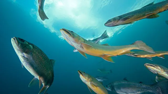 పాలిన్యూక్లియోటైడ్స్ 