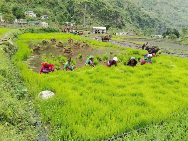 मनसुन सक्रिय भएपछि कालीकोटमा किसानहरूले रोपाइँ गर्न थालेका छन् 