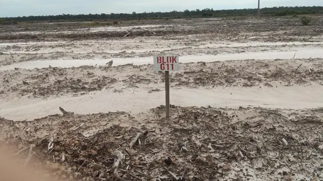 Warga sekitar maupun kepala desa Tewai Baru mengaku tidak pernah melihat pekerja memanen singkong.