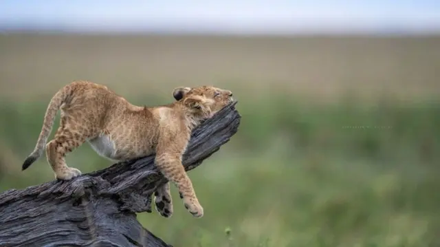 సింహం పిల్ల