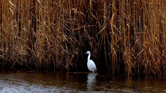 bela ptica u jezerskoj vodi, dojransko jezero