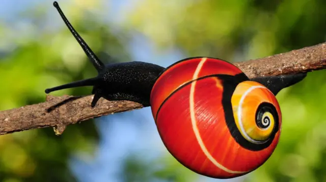 Un primer plano de un caracol en una rama del bosque, con una concha de color rojo vivo con bandas negras y blancas y un centro amarillo.