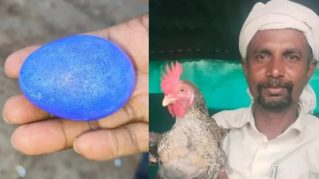 கோழி நீல நிற முட்டை முட்டையிட்டது ஏன்?