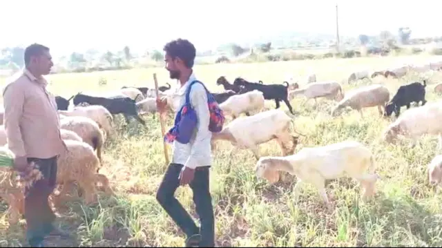 ગરીબોની કસ્તૂરી, ડુંગળી, ગુજરાત, ગુજરાતમાં ખેતી, રાજકોટ, જૂનાગઢ, ડુંગળીના ભાવ