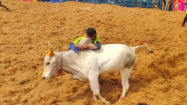 பாலமேடு ஜல்லிக்கட்டு