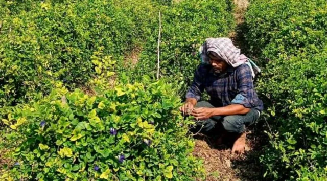 پشپال بسواس مغربی بنگال میں ایک چھوٹا سا فارم رکھتے ہیں جہاں انھوں نے اس پھول کو اگانا شروع کیا