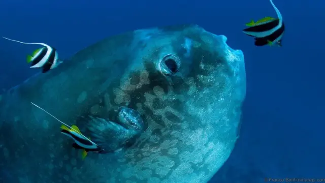 Mola-mola