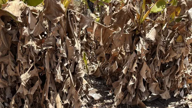 दुष्काळामुळे वाळलेली पिकं