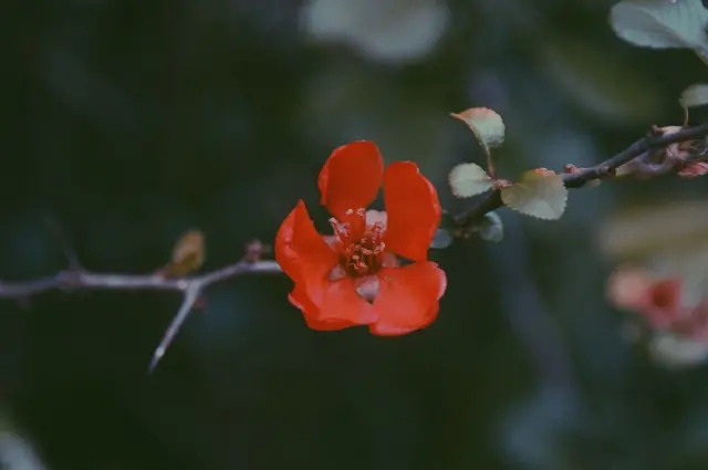 एक लाल फूल