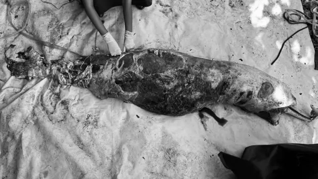 ซากโลมา ที่พบลอยอยู่บริเวณร่องน้ำเกาะเสม็ด ต.เพ อ.เมือง จ. ระยอง ตรวจสอบทั้งร่างกายไม่พบการปนเปื้อนของคราบน้ำมัน แต่ได้มีการเก็บตัวอย่างอวัยวะเพื่อส่งตรวจทางห้องปฏิบัติการต่อไป