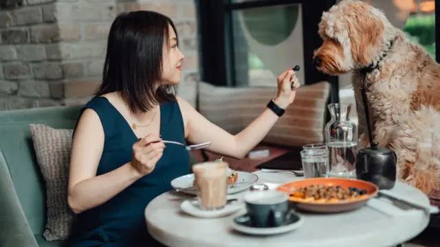 设计图片:一位亚洲女生在宠物友善餐厅喂食狗儿