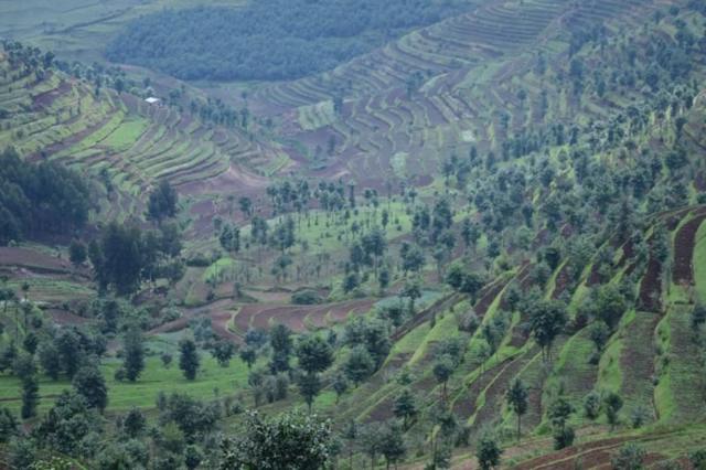 Sistema agroflorestal em Ruanda