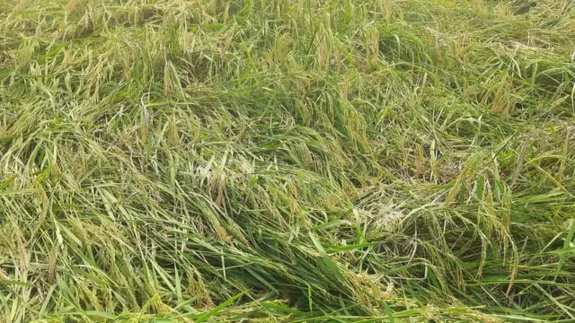 तूफ़ान में बर्बाद फसल