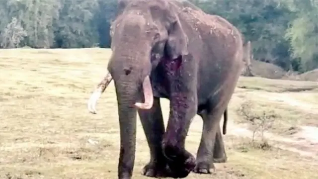 घायल हाथी