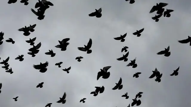 Palomas en el aire