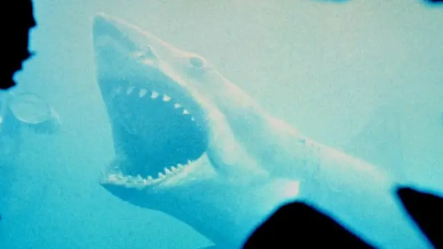Un tiburón