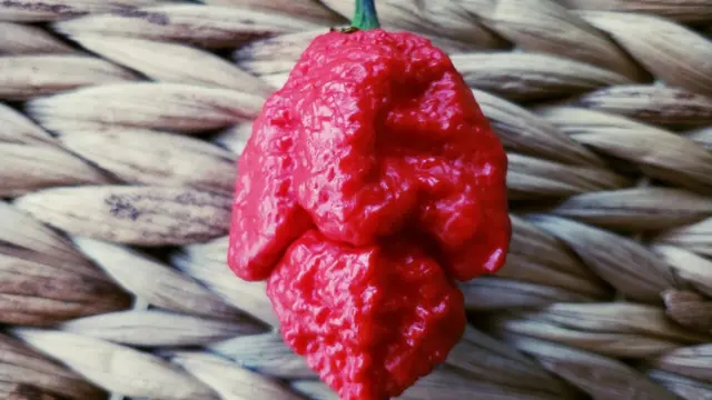 Pimenta Carolina Reaper