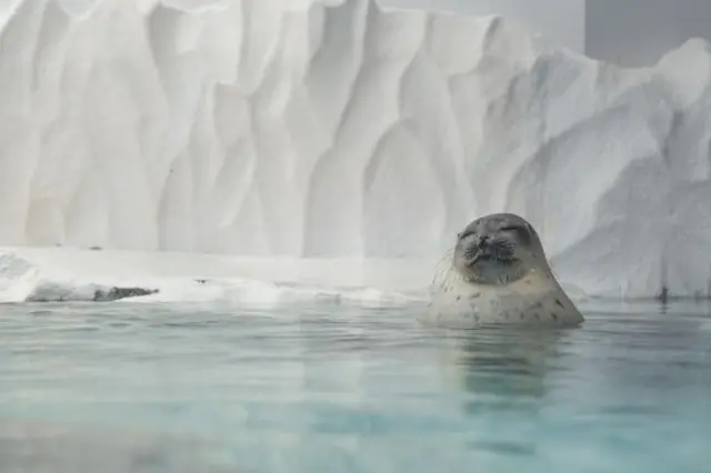 binatang bulat, laut, ekosistem, alam